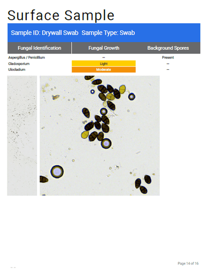 Home Mould Test Kit